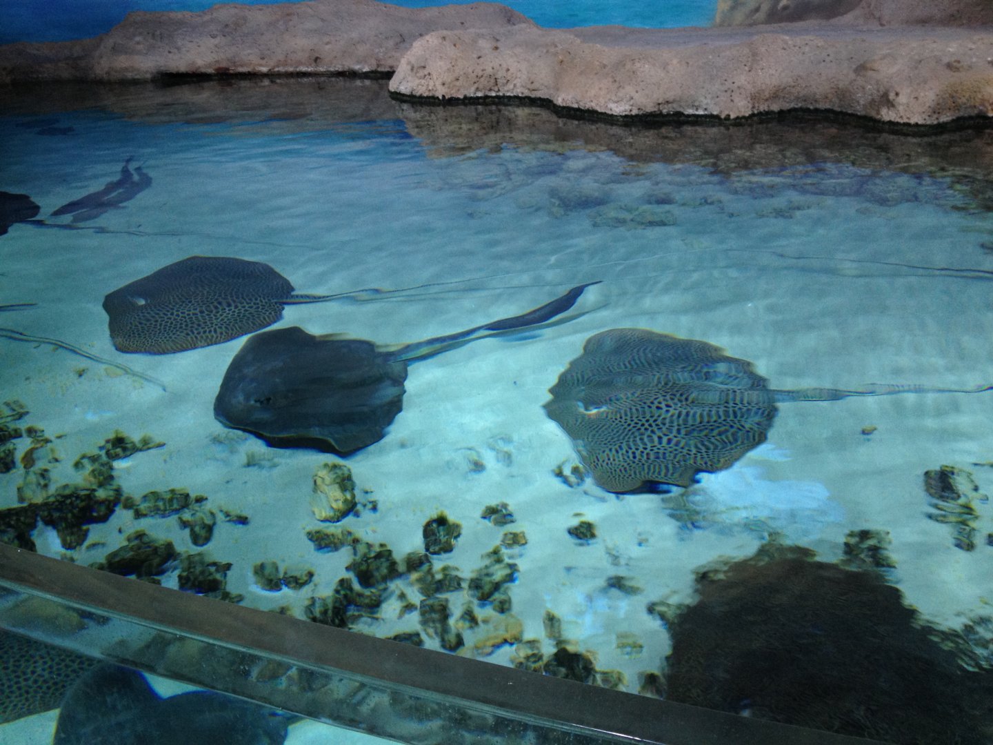 Stingrays