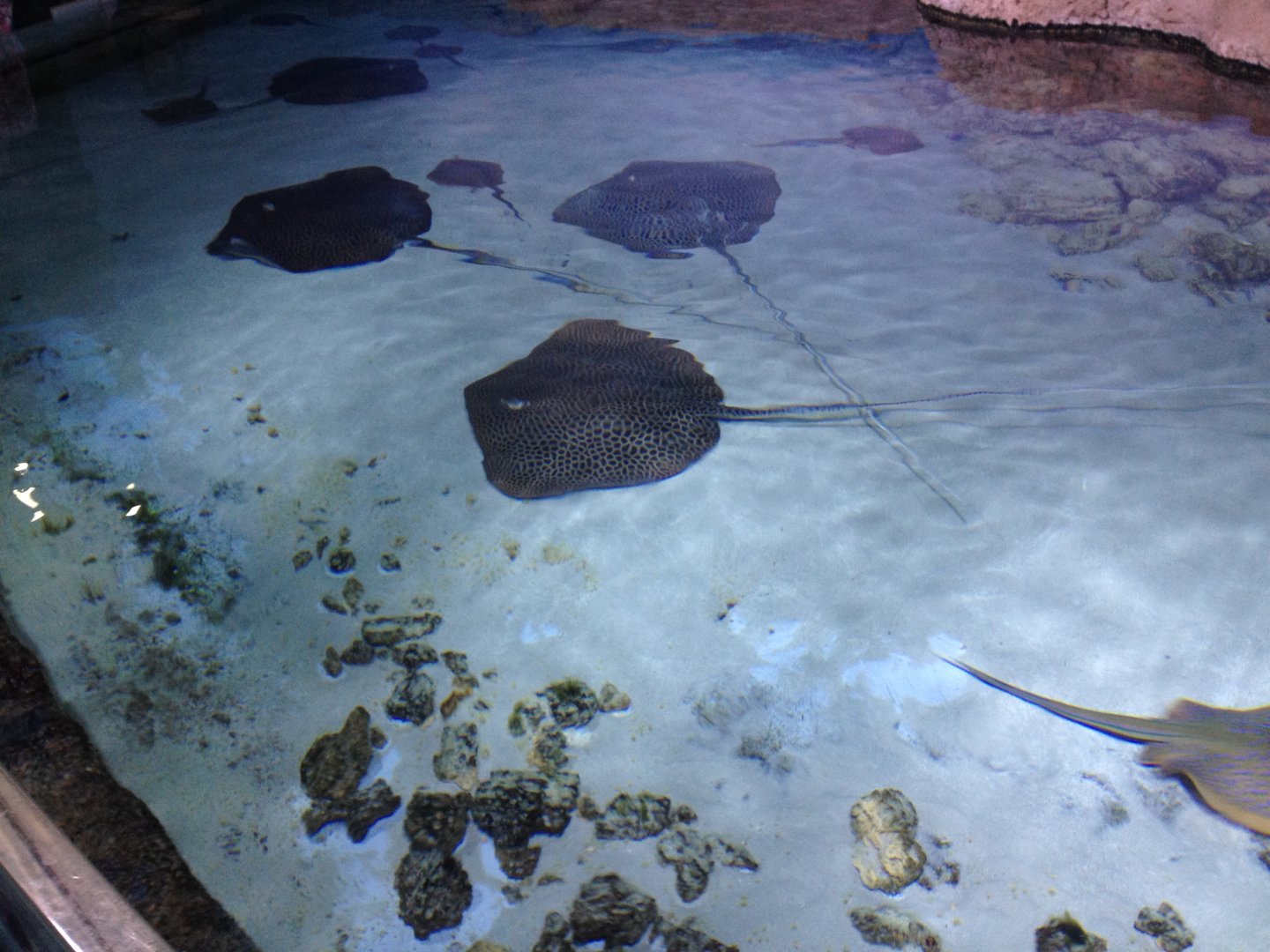 Stingrays