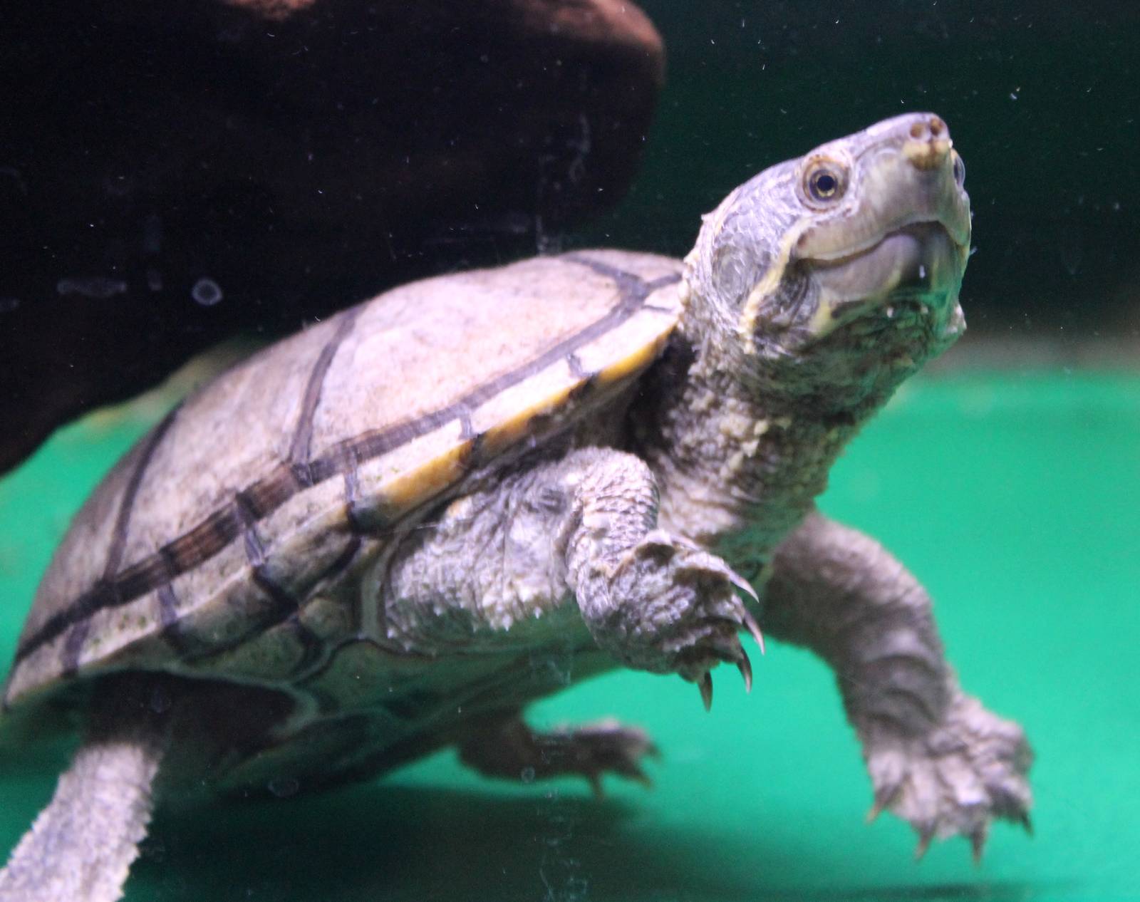 Stinkpot Sternotherus odoratus