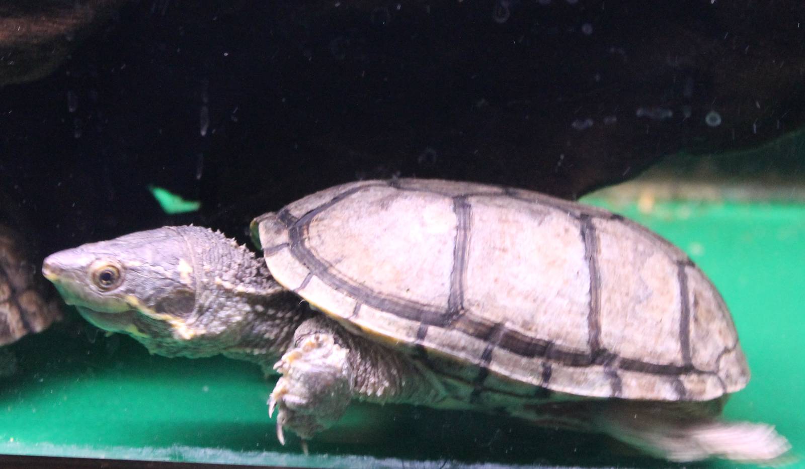 Stinkpot Sternotherus odoratus