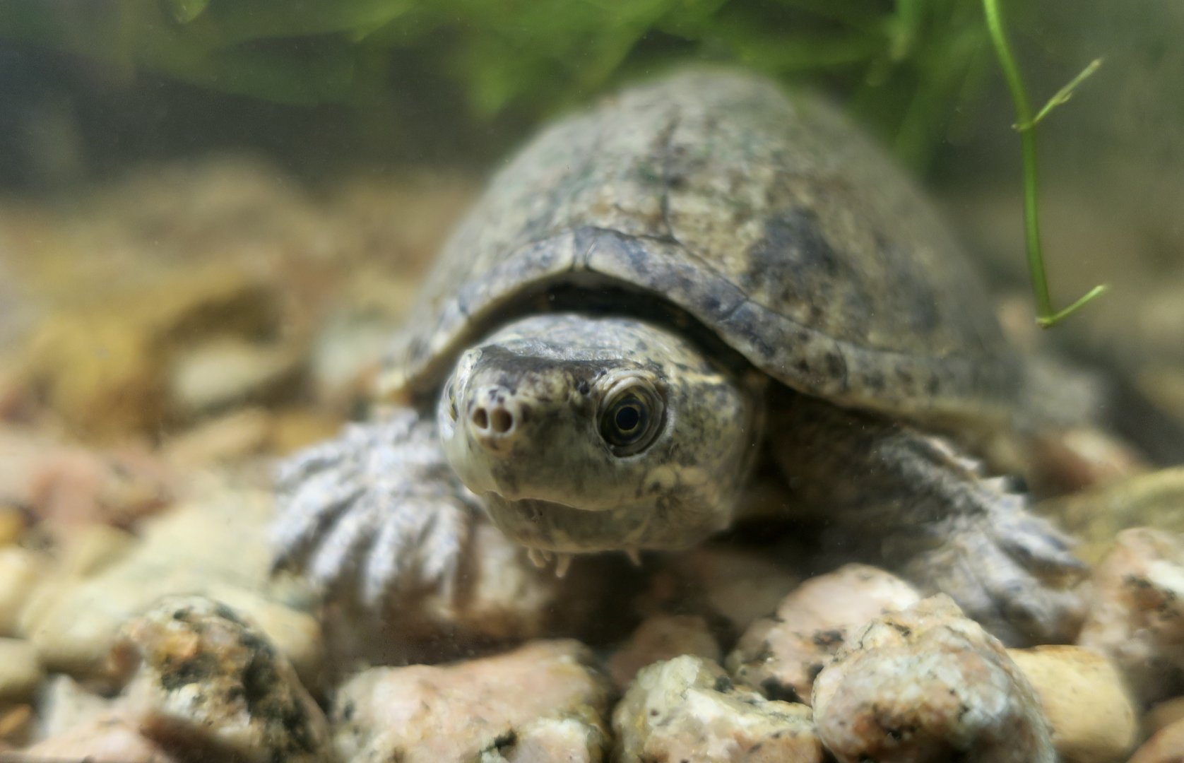 Stinkpot Turtle (Sternotherus odoratus)