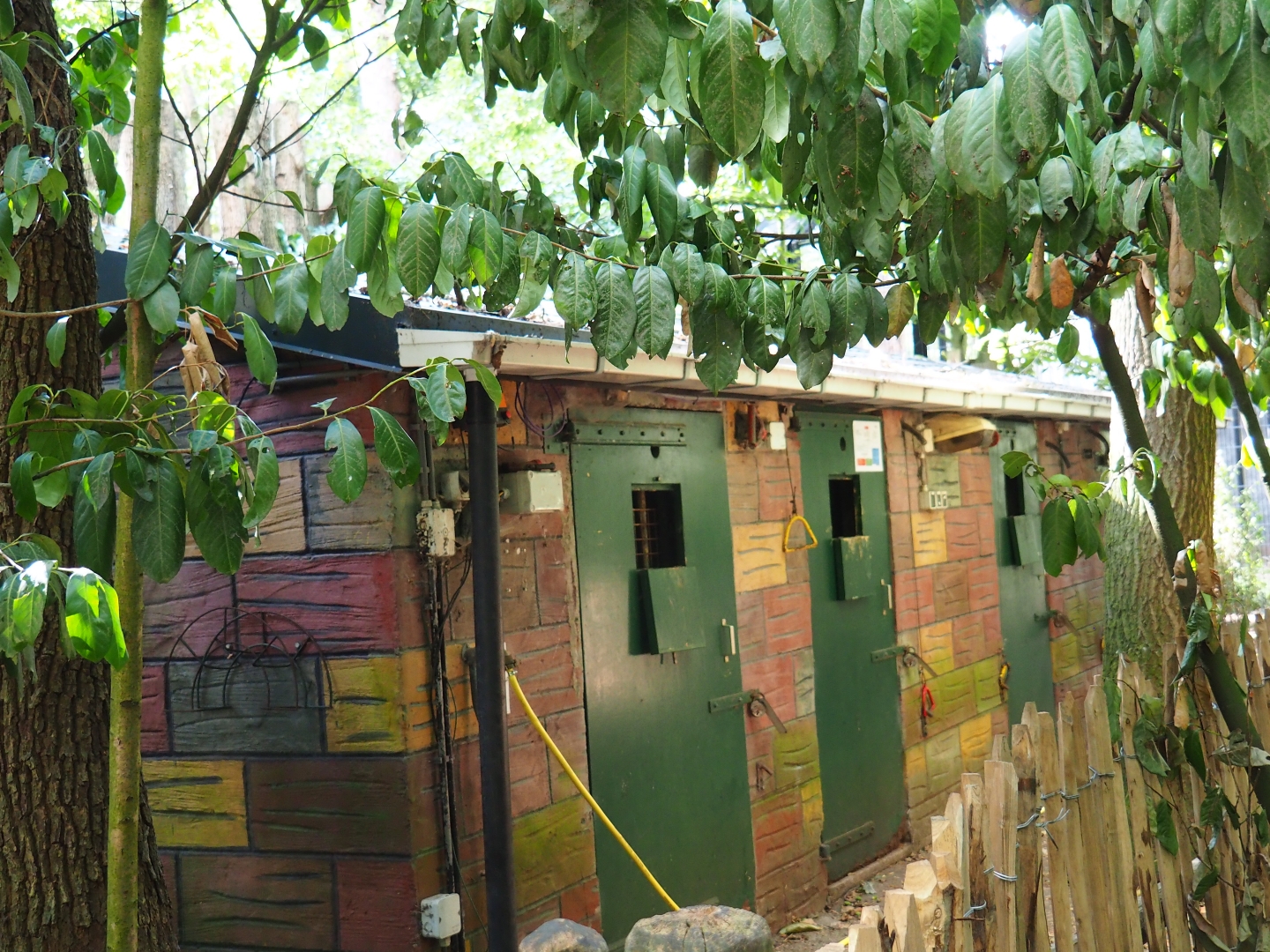 Stinky spotted hyena holding building