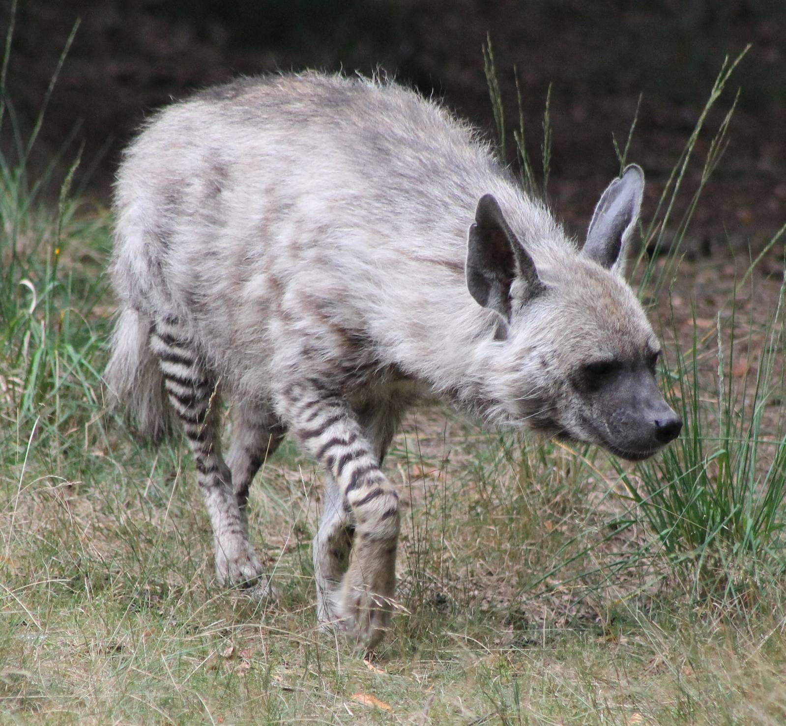 Stiped hyena