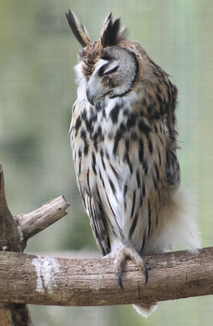 Stiped owl