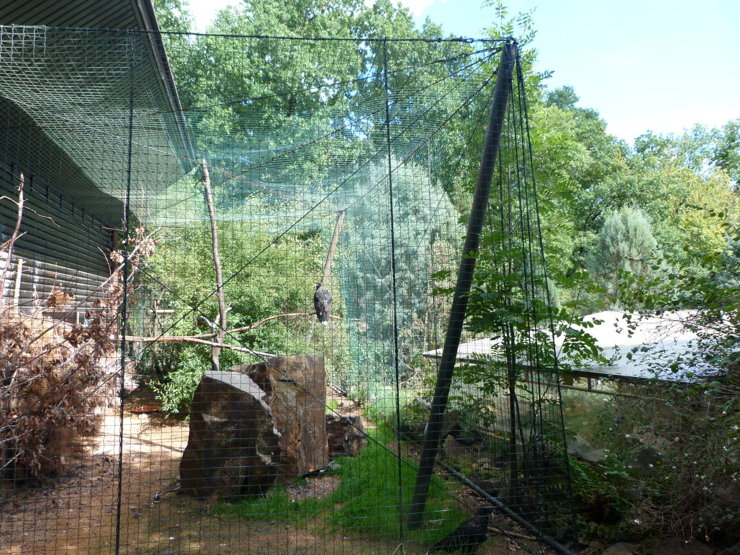 Stirated caracara exhibit -Zoo Plzeň (2025)
