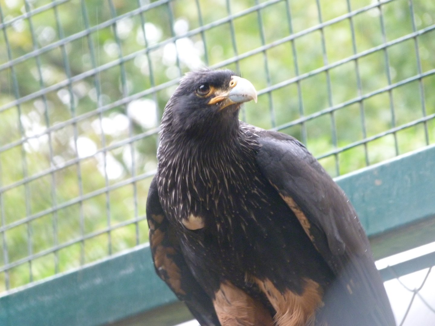 Stirated caracara -Tierpark Berlin (2024)