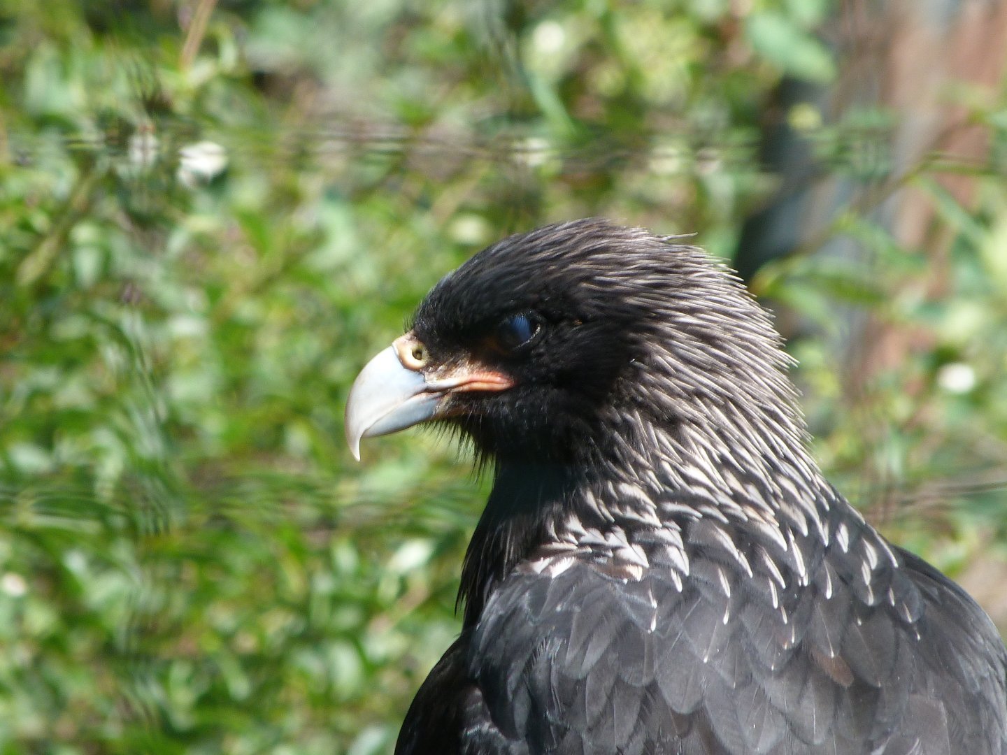 Stirated caracara -Zoo Plzeň (2025)