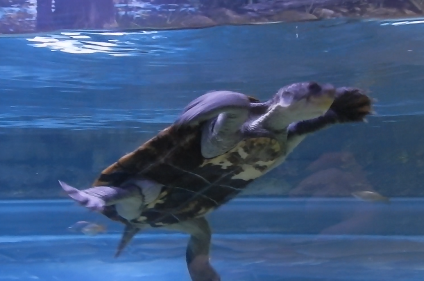 Stirling's Snapping Turtle