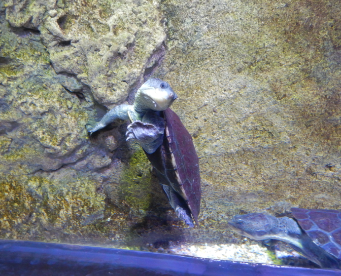 Stirling's Snapping Turtle