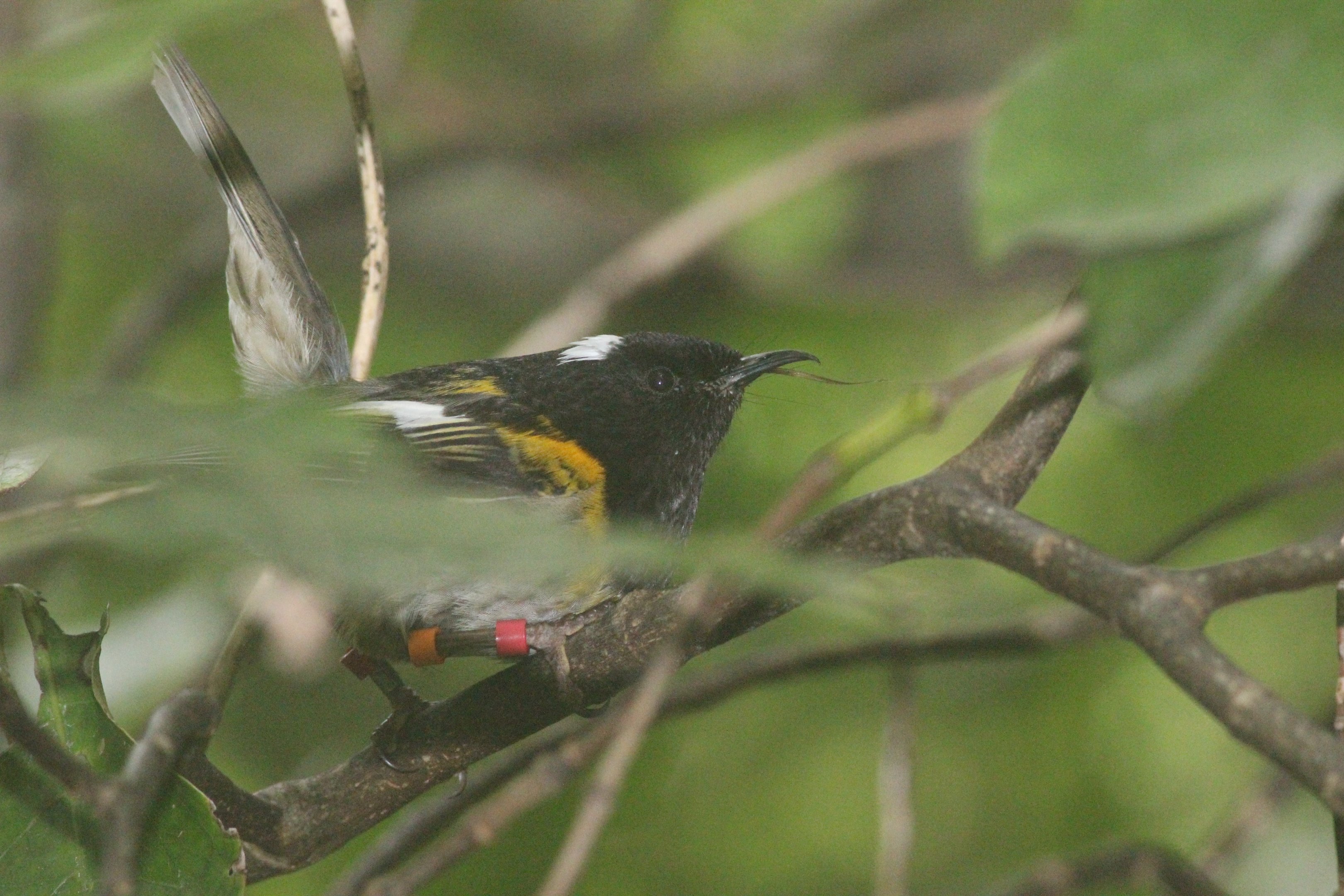 Stitchbird male (sublingual oral fistula)
