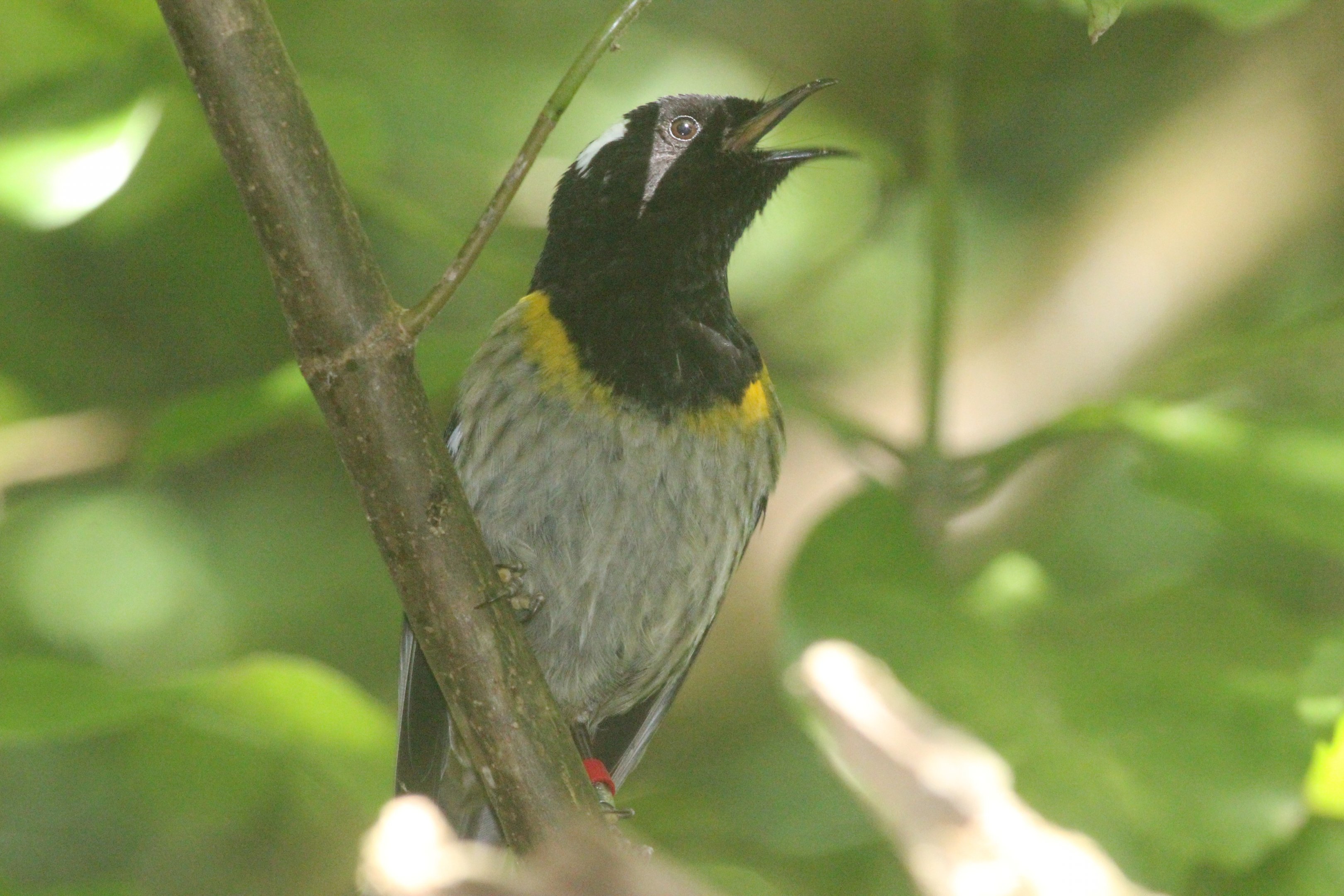 Stitchbird male