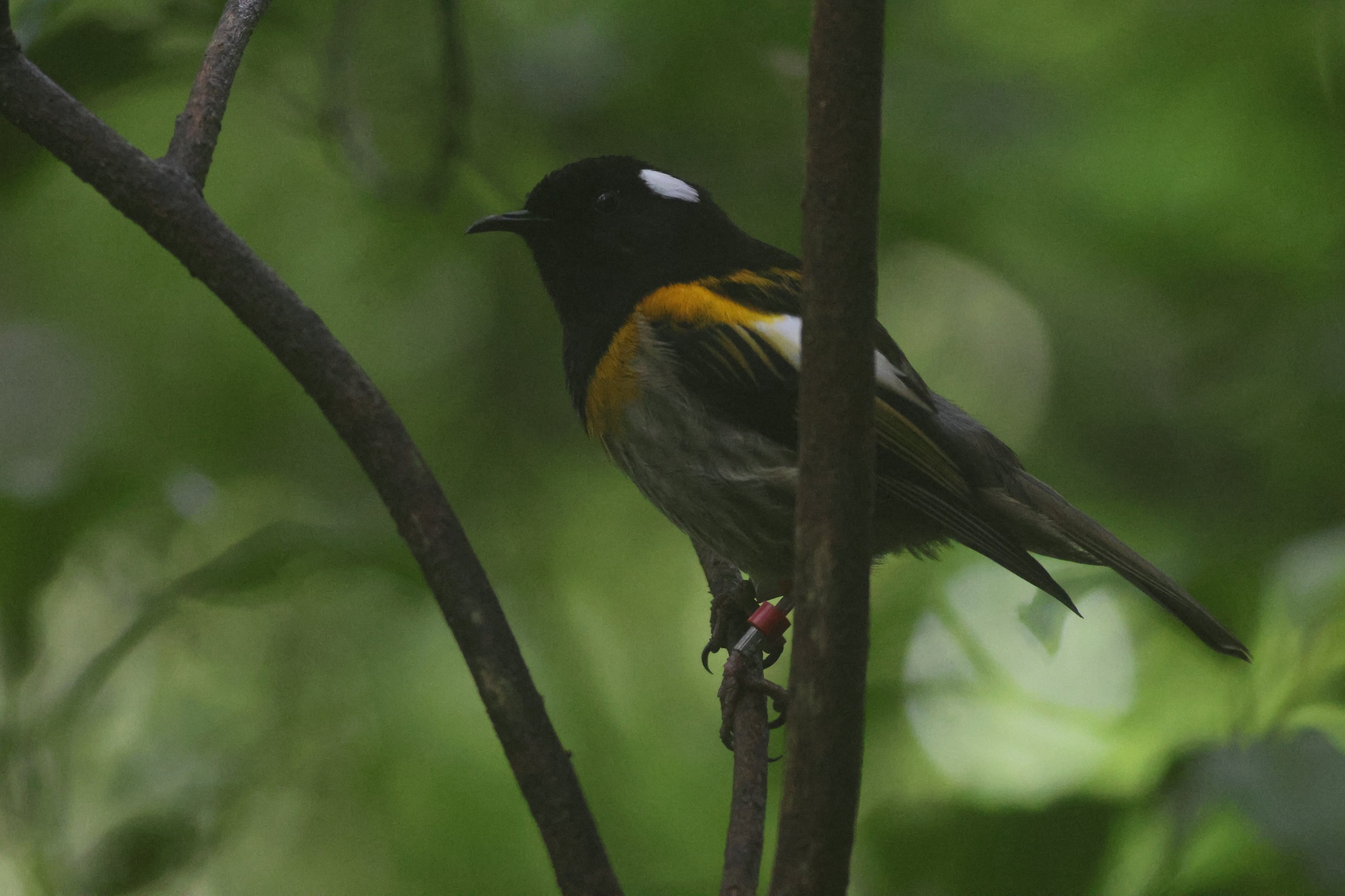 Stitchbird male