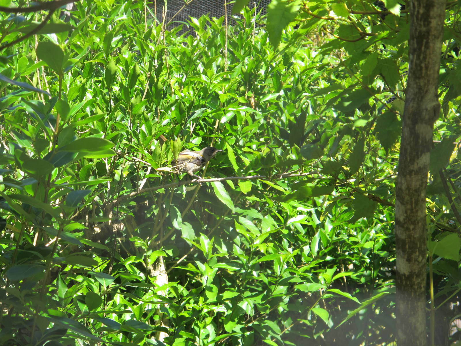 Stitchbird - Mount Bruce February 2013