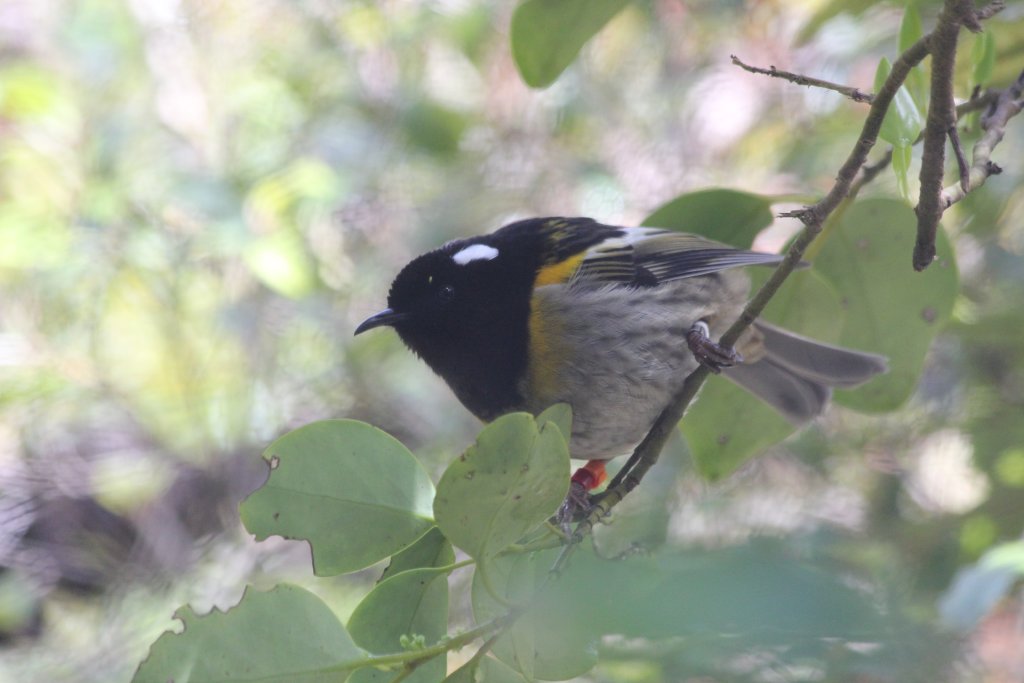 Stitchbird (Notiomystis cincta)