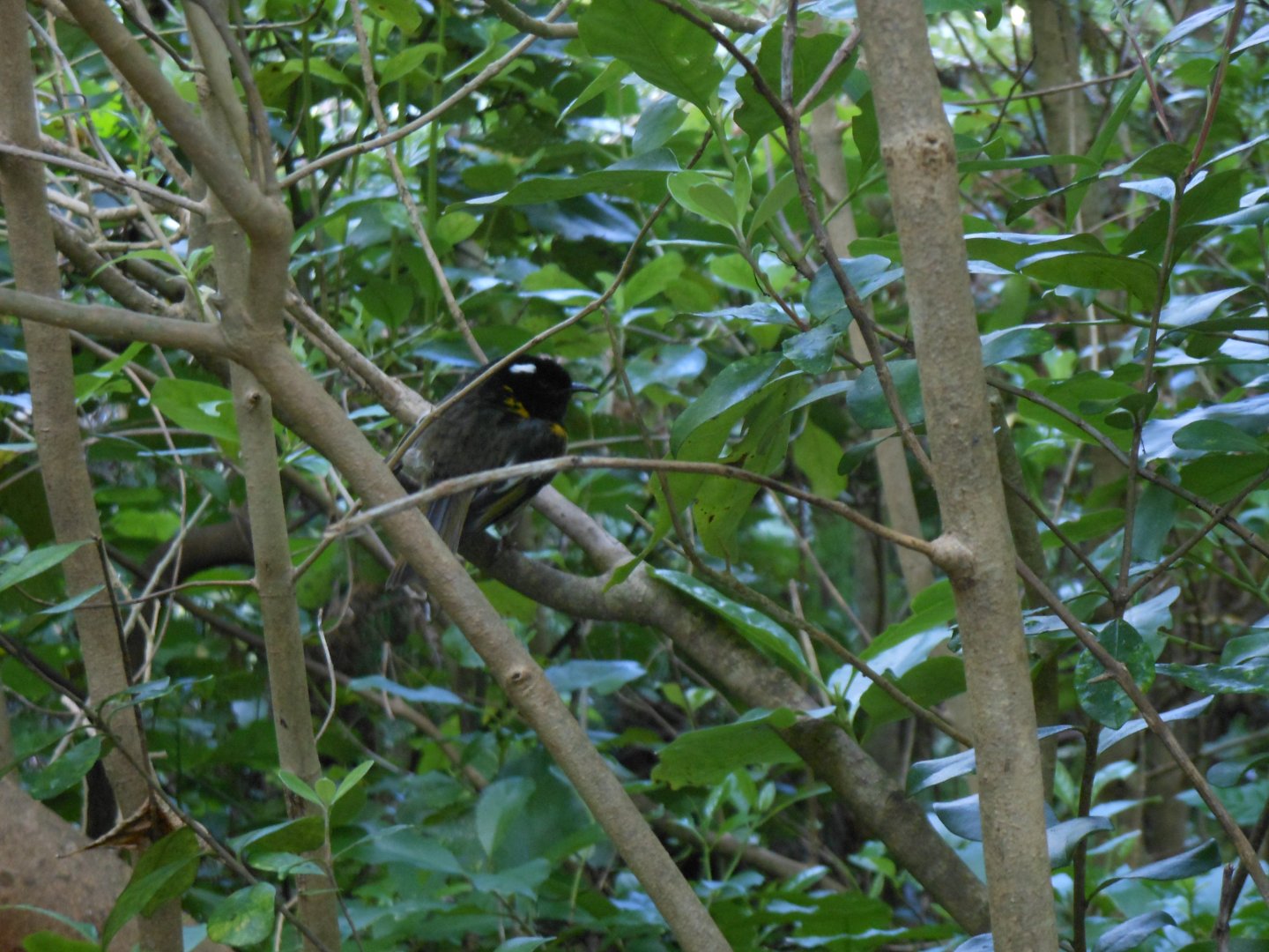 Stitchbird (Notiomystis cincta)
