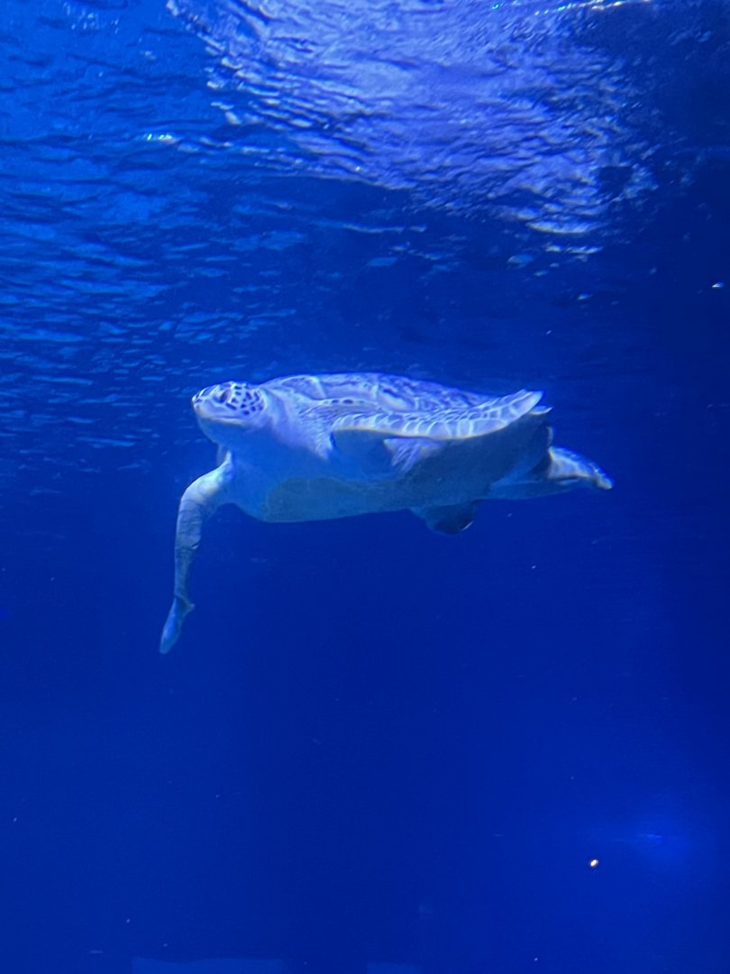 Stitches the green sea turtle