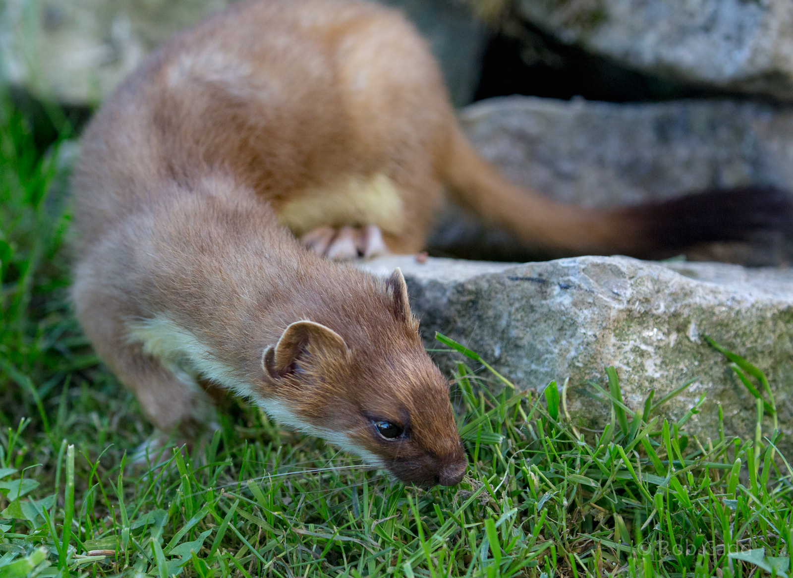 Stoat : British Wildlife Centre : 05 Oct 2018