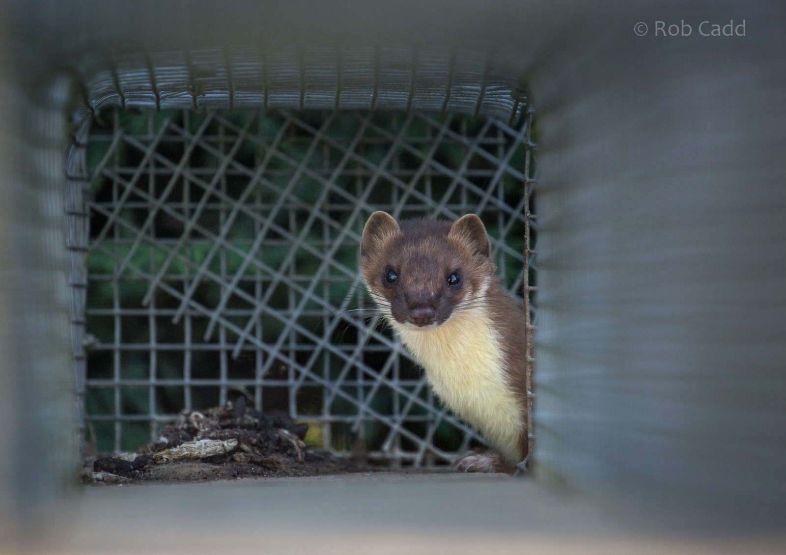 Stoat : British Wildlife Centre : 05 Oct 2018