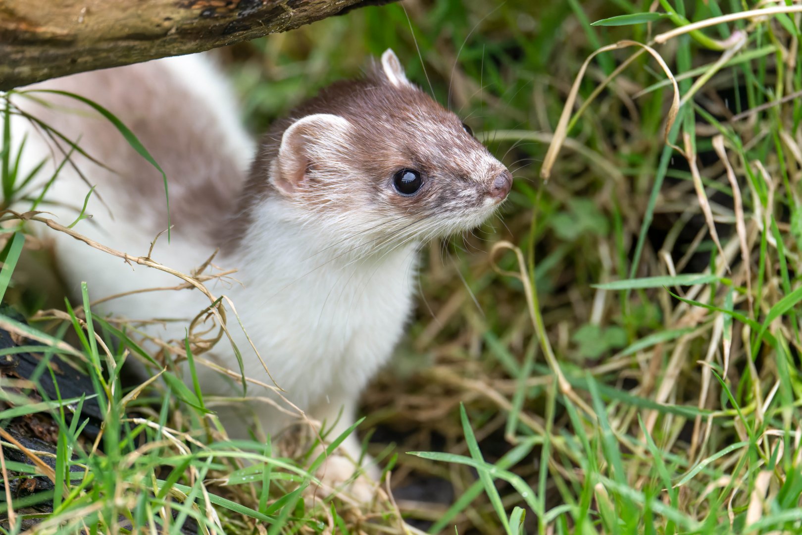 Stoat, British Wildlife Centre, UK