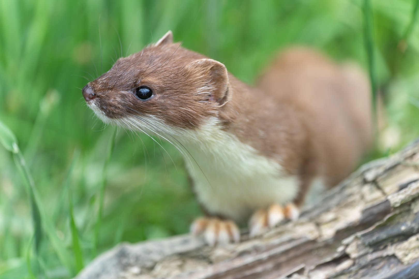 Stoat, British wildlife centre, UK
