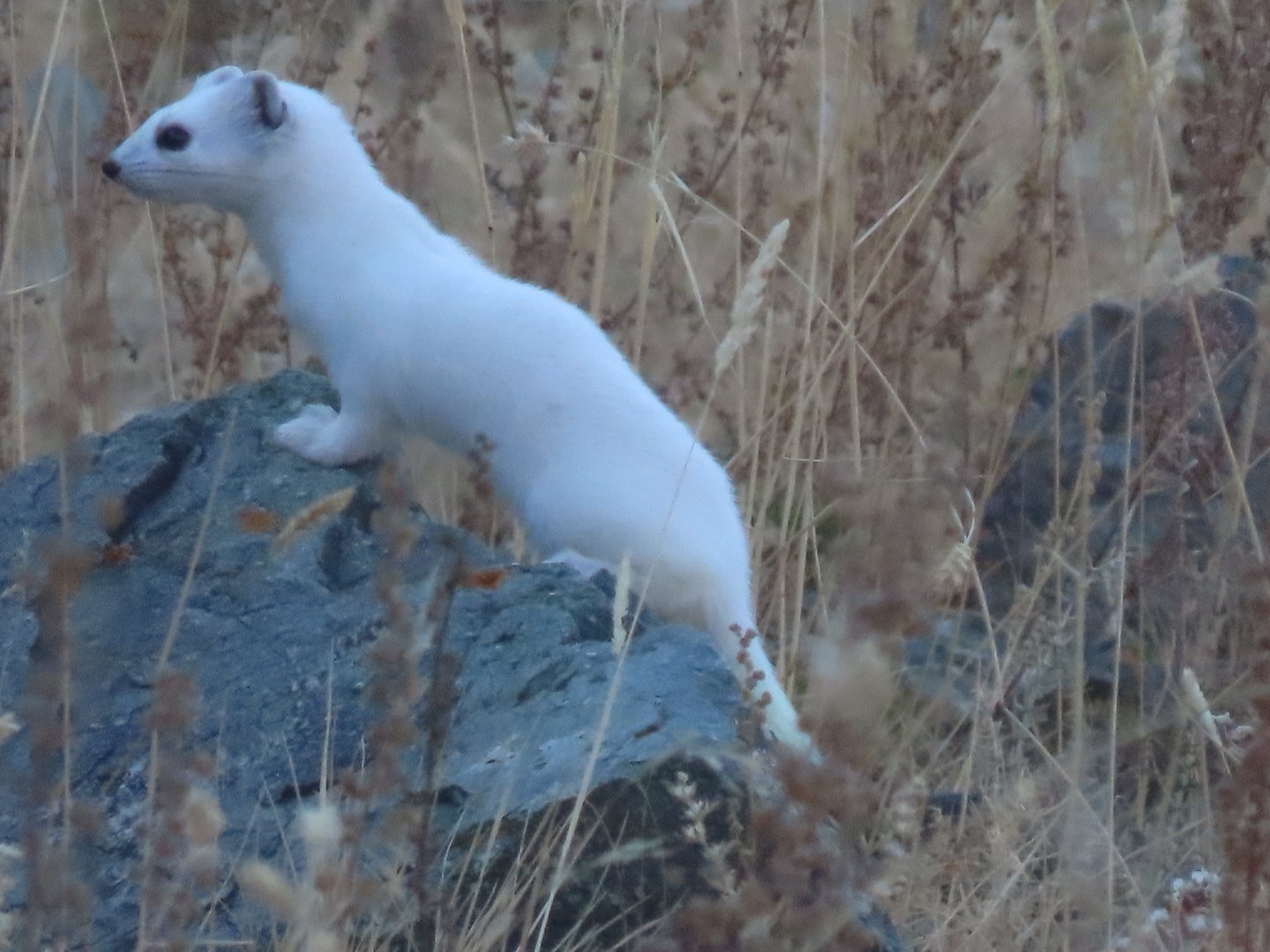 Stoat jargalant mountain