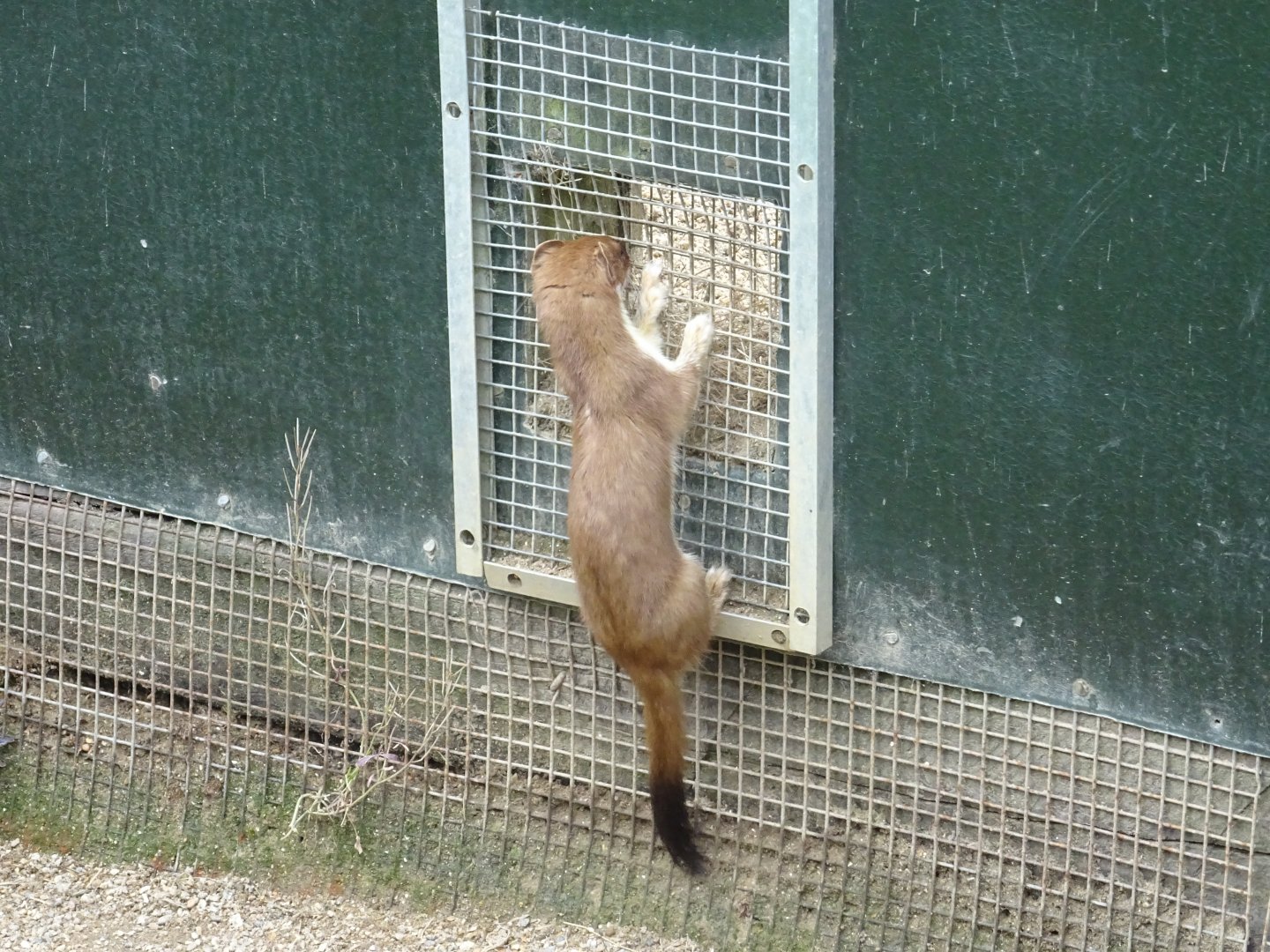 Stoat (Mustela erminea)