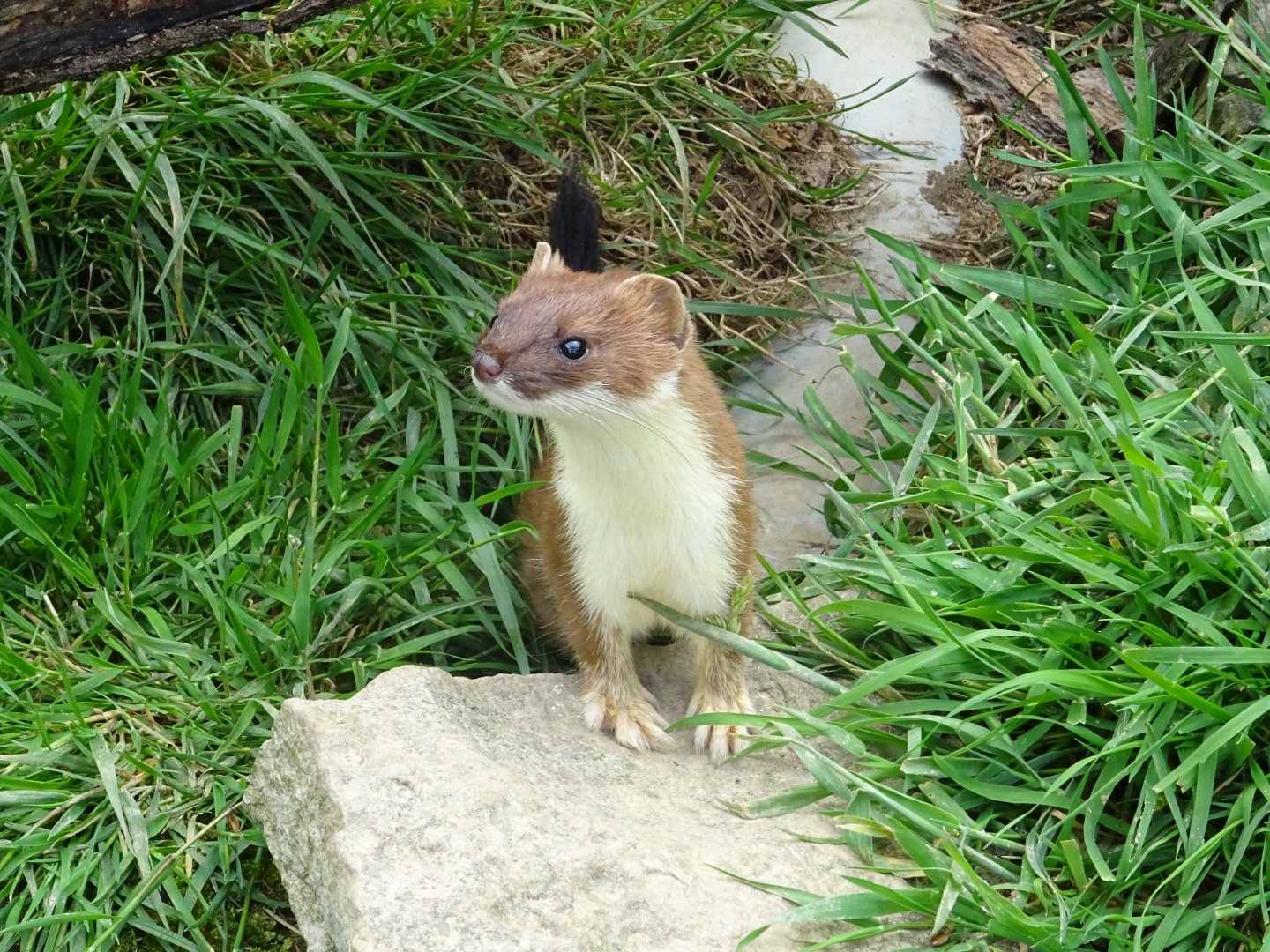 Stoat (Mustela erminea)