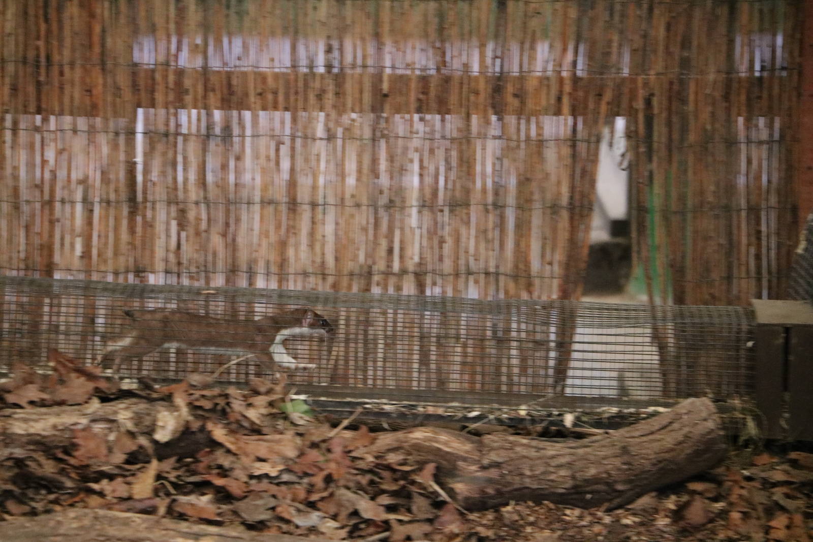 Stoat run, March 2016