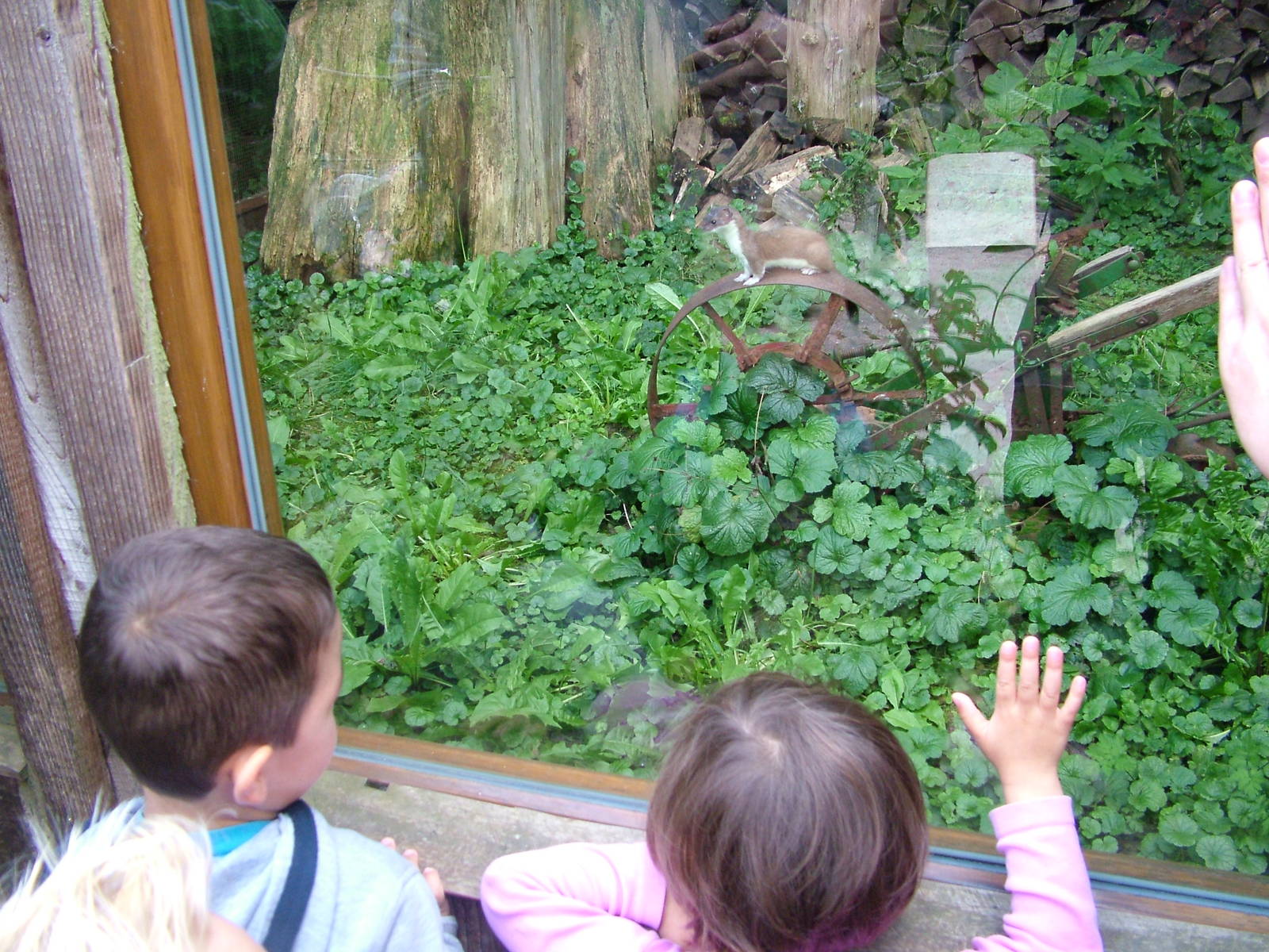 Stoat Spotting at Heidelberg, 05/09/10