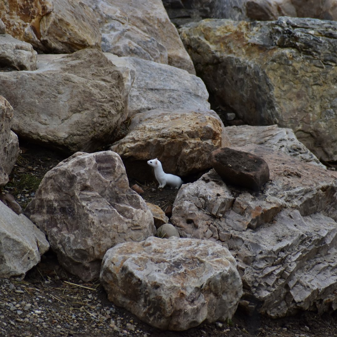 Stoat (Wild) - The Grasslands - African Savanna
