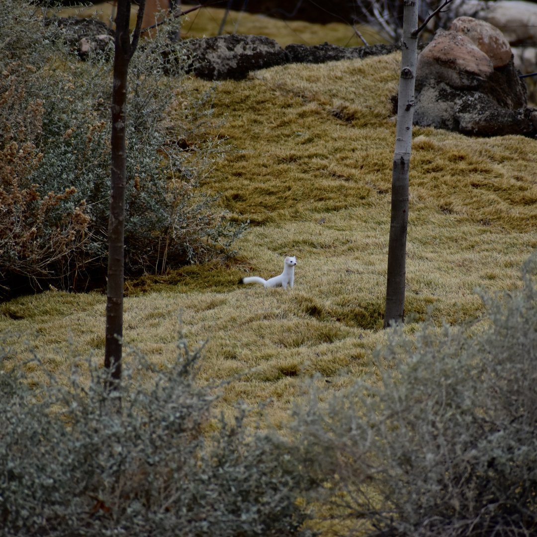 Stoat (Wild) - The Grasslands - African Savanna