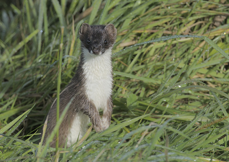Stoat
