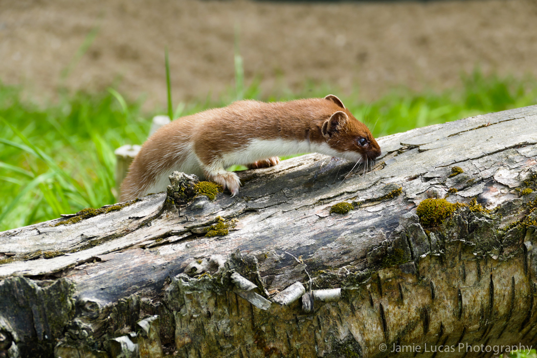 Stoat