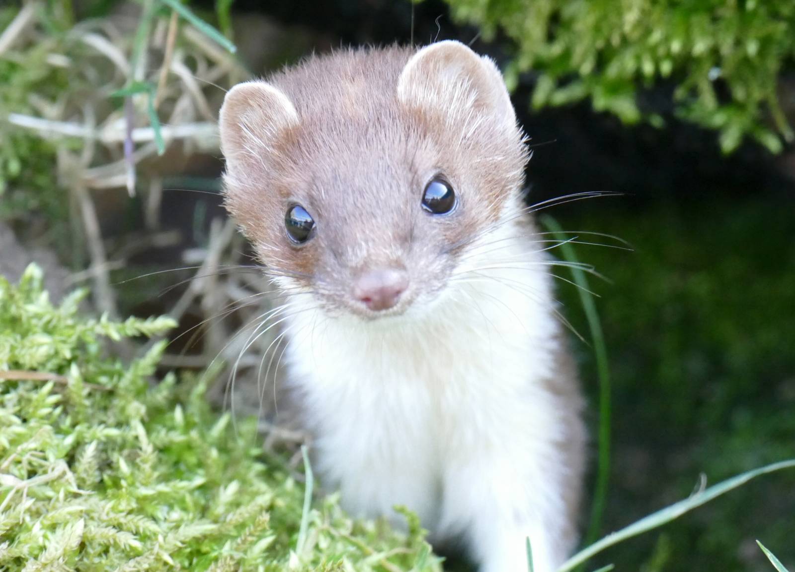 Stoat