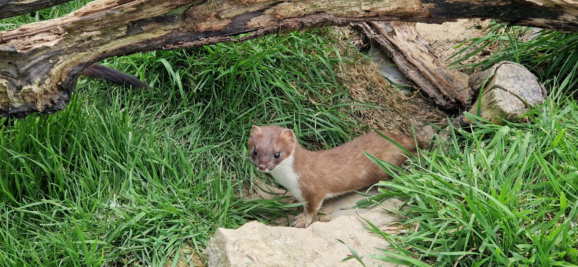 Stoat