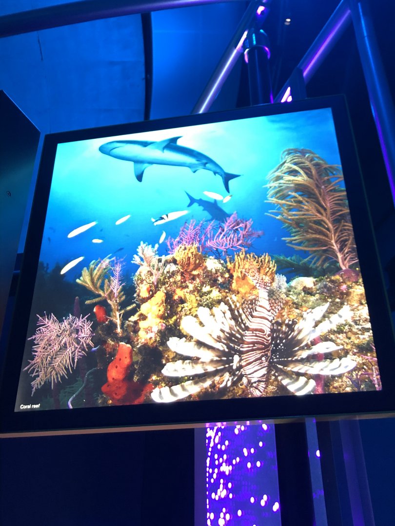 Stock Coral Reef Photo