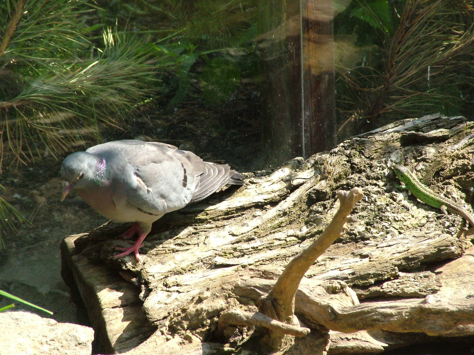 Stock Dove and Sand Lizard at Prague, 24/05/10