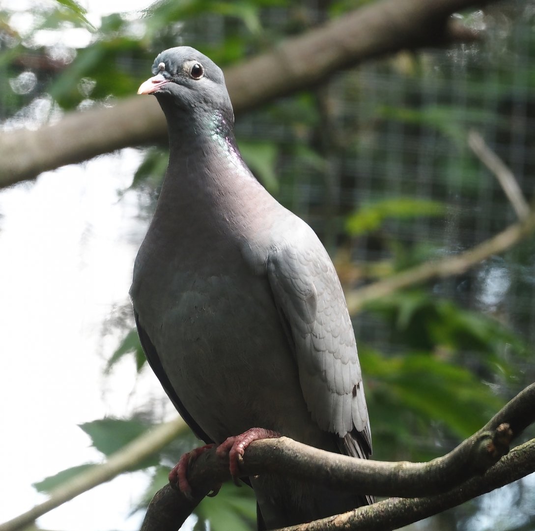 Stock dove (Columba oenas), 2024-05-23