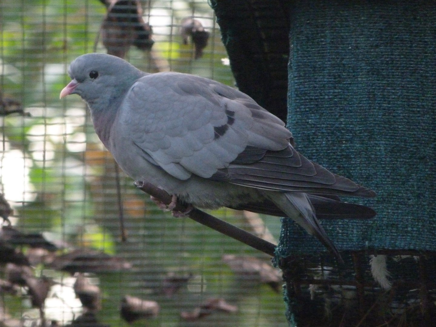 Stock dove -Zoo de Santillana del Mar (2024)