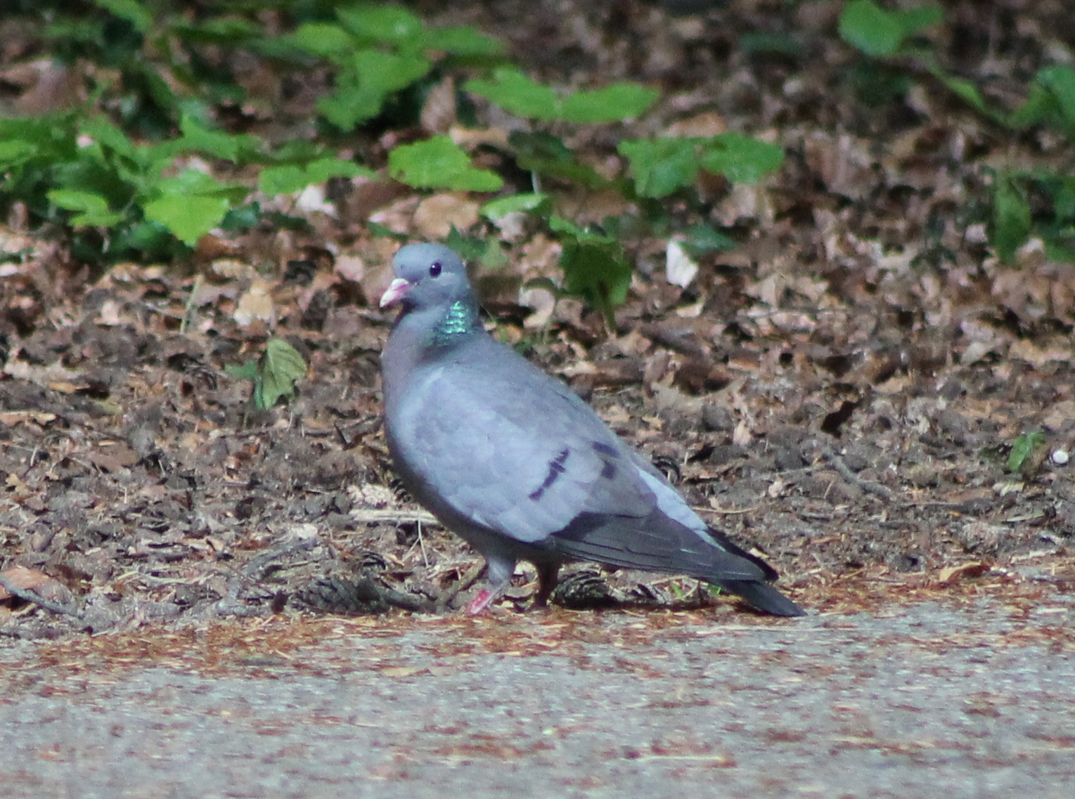 stock dove