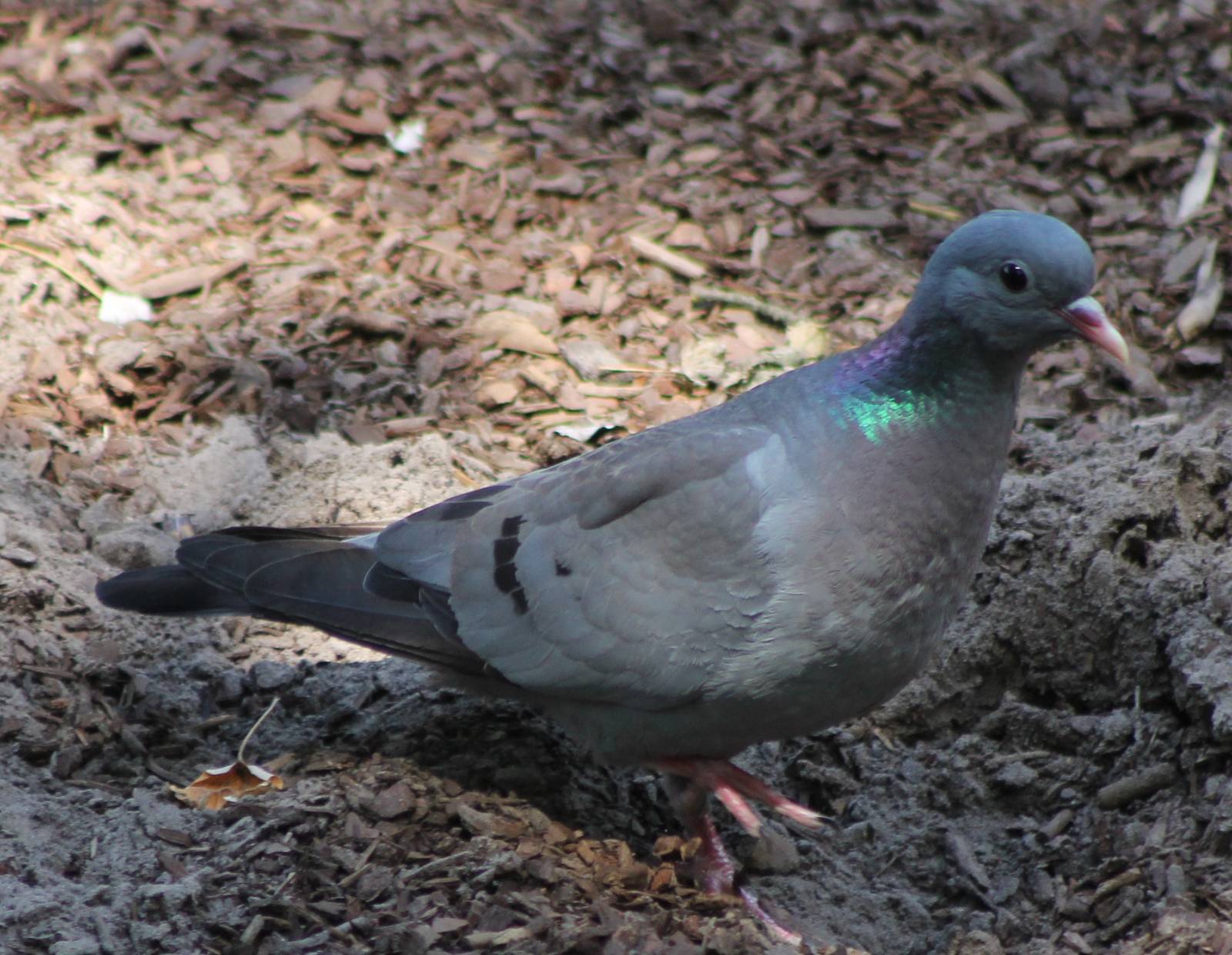 Stock dove