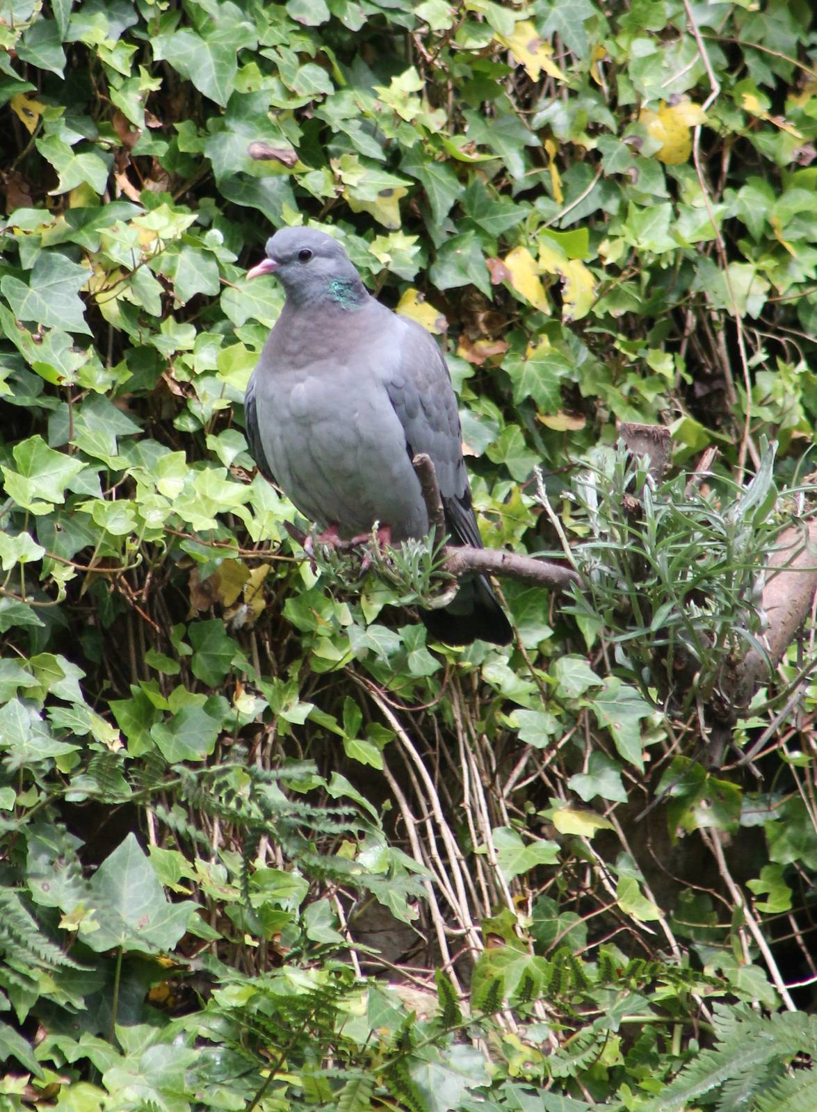 Stock dove