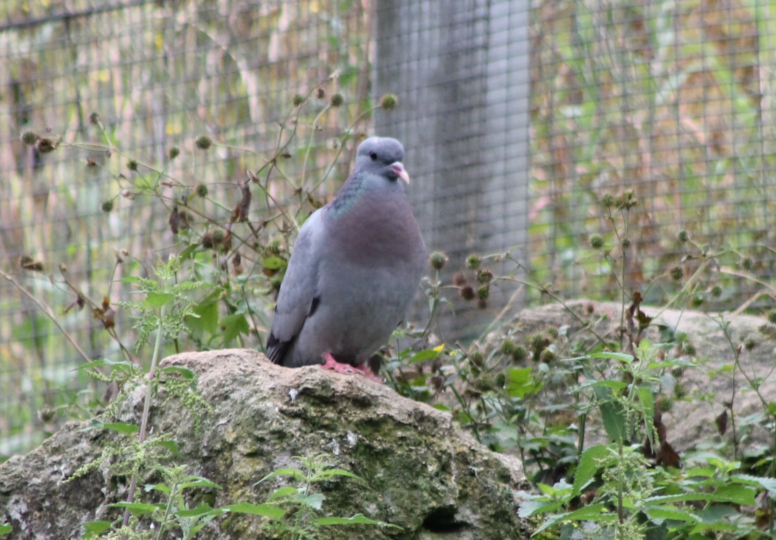 Stock dove