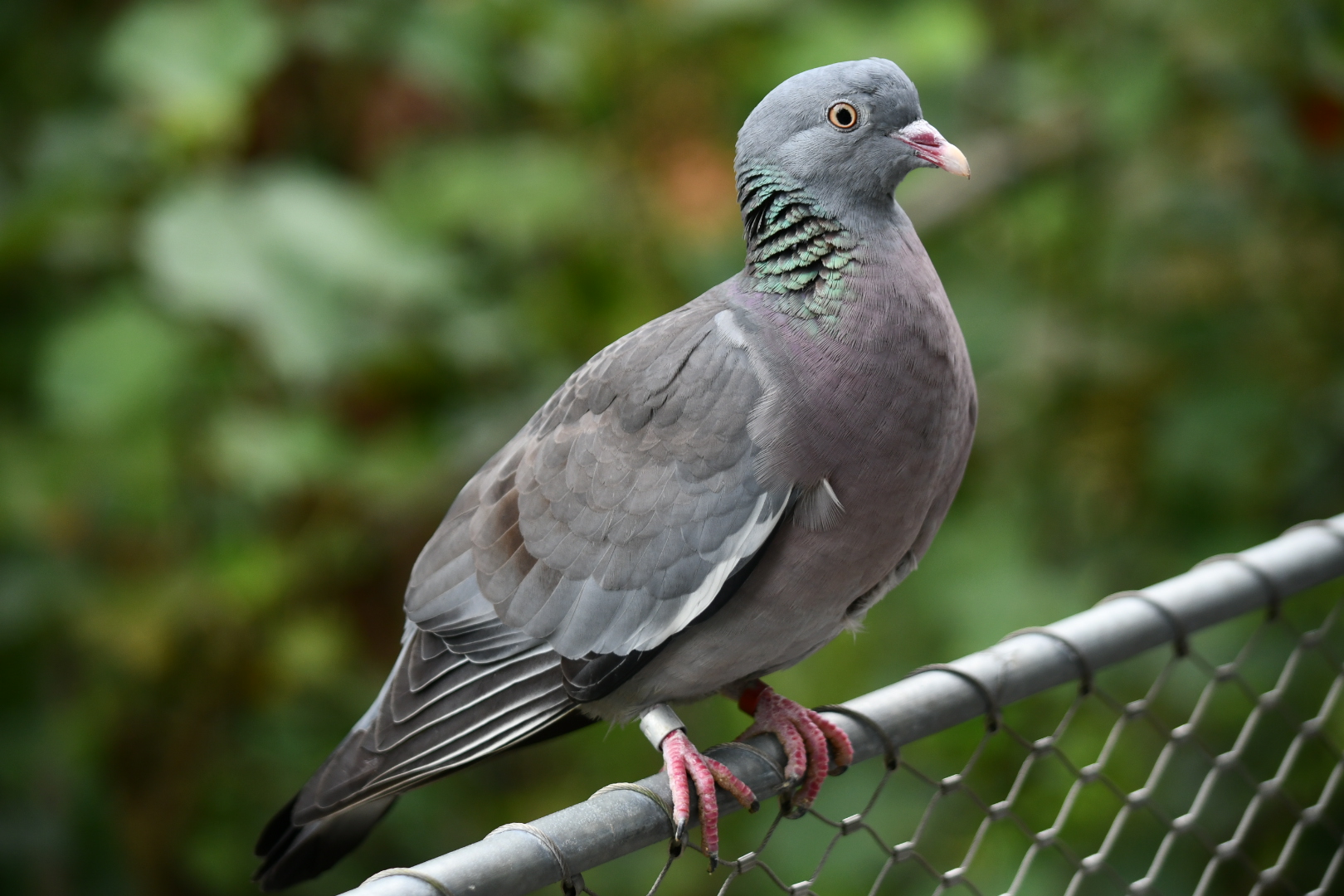 Stock Dove
