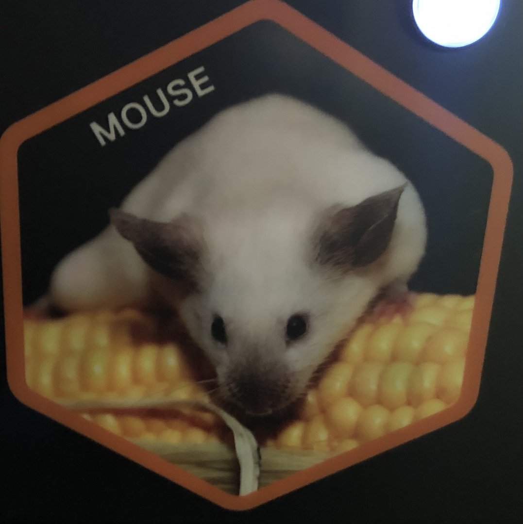 Stock Mouse Photo