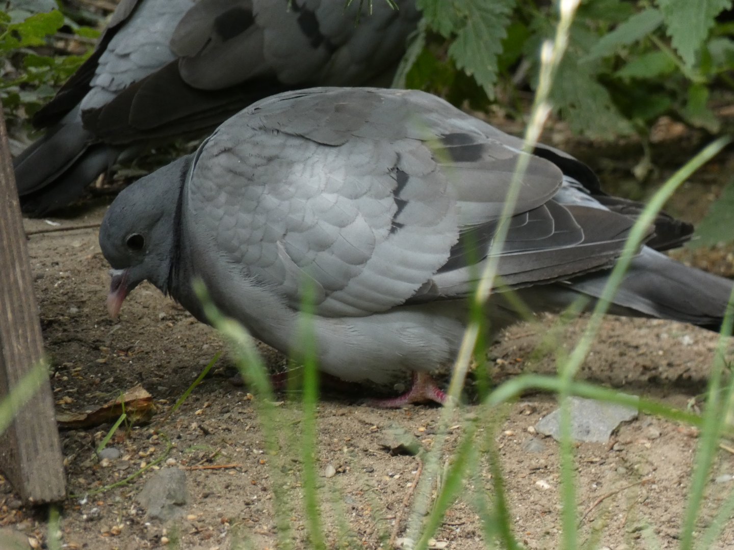 Stock Pigeon