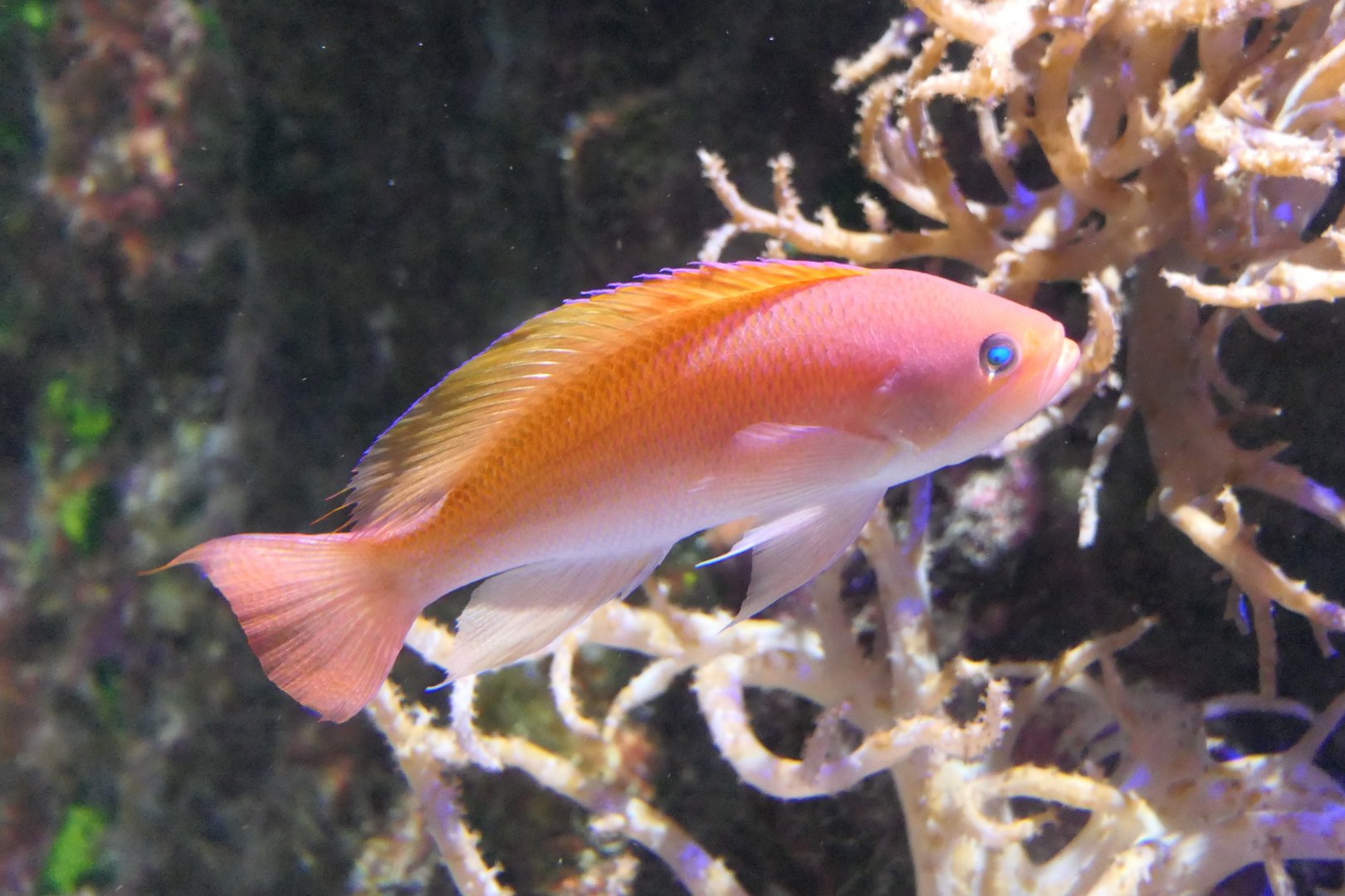 Stocky Anthias (Pseudanthias hypselosoma)
