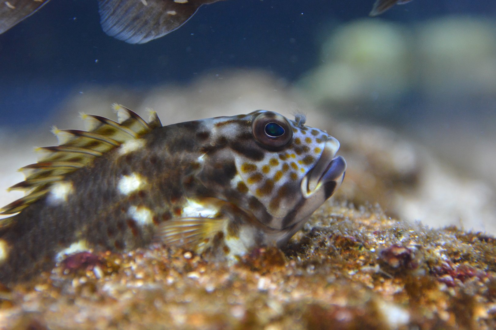 Stocky hawkfish (Cirrhitus pinnulatus)