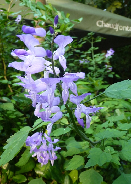 Stoep jacaranda (Plectranthus saccatus)