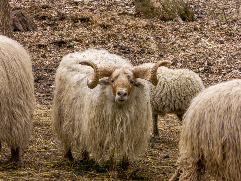 stogosa sheep / Ovis gmelini aries